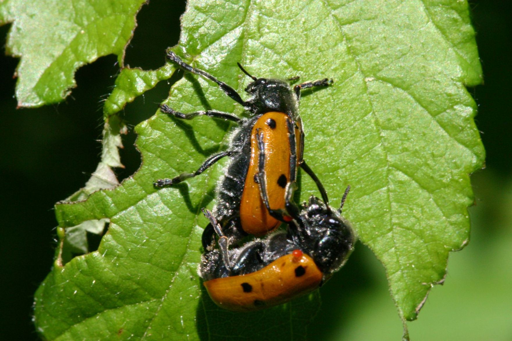 curculionide parassitato?